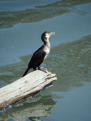 Phalacrocorax carbo