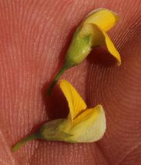 Aspalathus rigidifolia