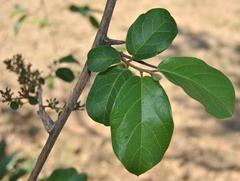 Combretum microphyllum