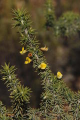 Aspalathus rigidifolia