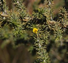 Aspalathus rigidifolia