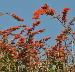Combretum microphyllum