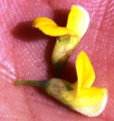 Aspalathus rigidifolia