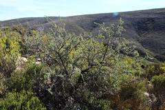 Aspalathus rigidifolia