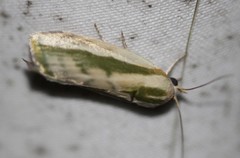 Earias huegeliana