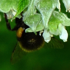 Bombus haematurus
