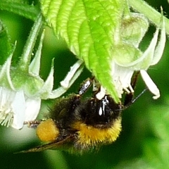 Bombus haematurus