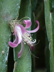 Rhipsalis pilocarpa