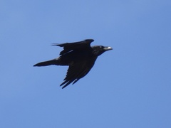 Corvus corax laurencei