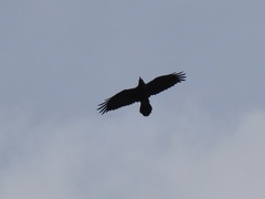 Corvus corax laurencei