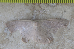 Cyclophora obstataria