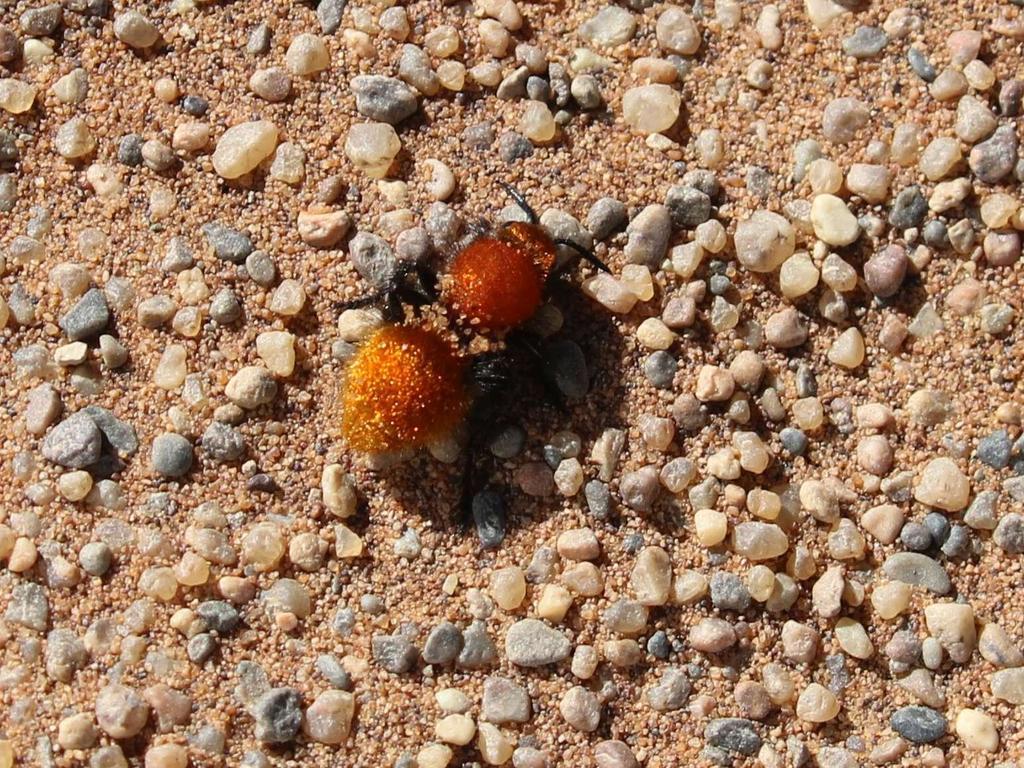 Orange Velvet Ant