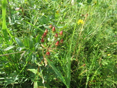Hypericum attenuatum