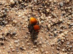 Dasylabris schultzei