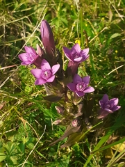 Gentianella anisodonta
