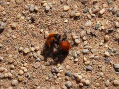 Dasylabris schultzei