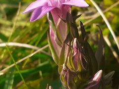 Gentianella anisodonta