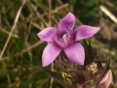 Gentianella anisodonta
