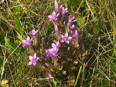 Gentianella anisodonta
