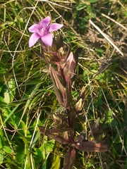 Gentianella anisodonta