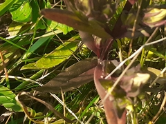 Gentianella anisodonta