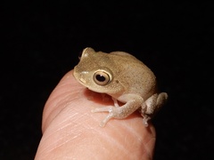 Raorchestes ponmudi