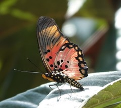 Pseudacraea boisduvalii