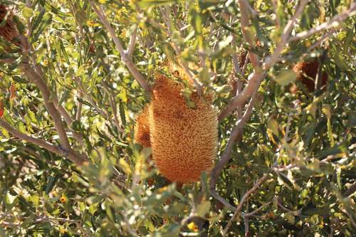 Image of Banksia media by (c) Em Lamond, some rights reserved (CC BY)