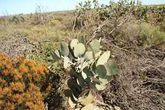 Eucalyptus pleurocarpa