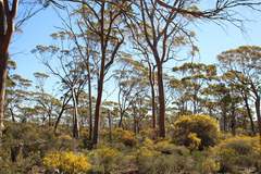 Eucalyptus salmonophloia