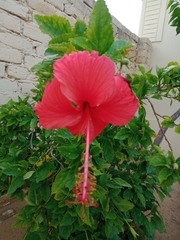Hibiscus × archeri