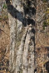 Strychnos madagascariensis