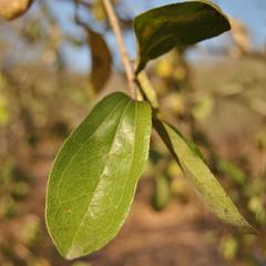 Strychnos madagascariensis