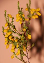 Erica campanularis