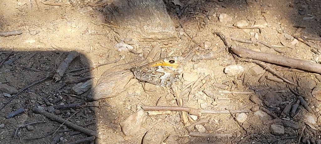Mountain Grayling
