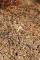 Caladenia microchila