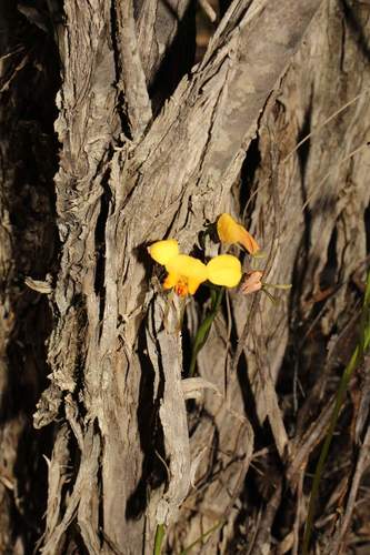 Image of Diuris hazeliae by (c) Em Lamond, some rights reserved (CC BY)