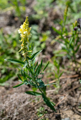 Linaria acutiloba