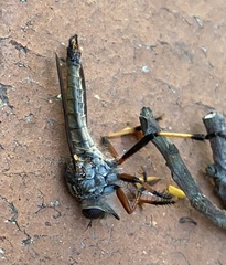 Dolopus simulans