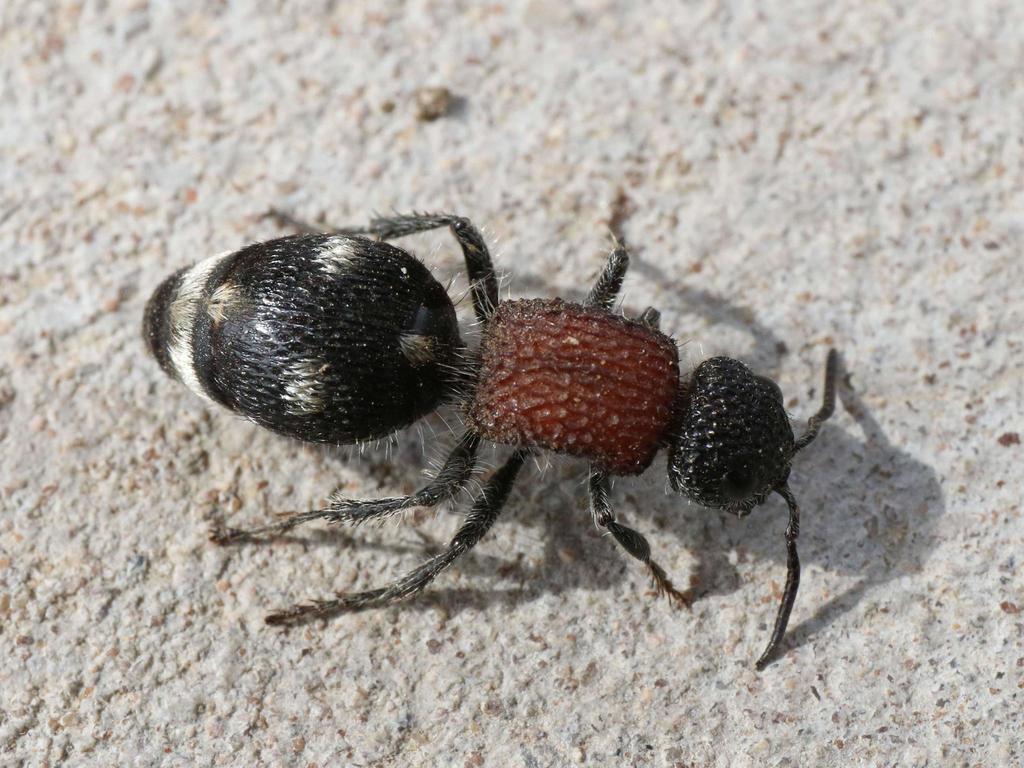 Macromyrme