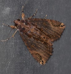 Ercheia dubia