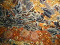 Pentacta doliolum