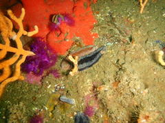 Pentacta doliolum