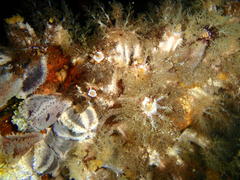 Pentacta doliolum