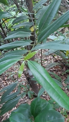 Craterispermum microdon