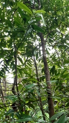 Craterispermum microdon