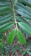 Craterispermum microdon