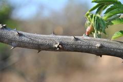 Senegalia ataxacantha