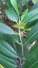 Craterispermum microdon