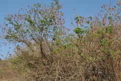 Senegalia ataxacantha